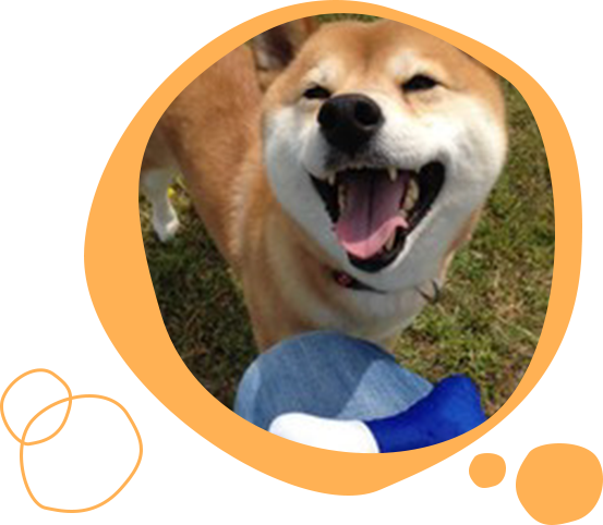 セラピードッグイメージ写真　柴犬の杏ちゃん